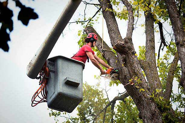 Best Tree Maintenance Programs  in Fair Oaks, VA